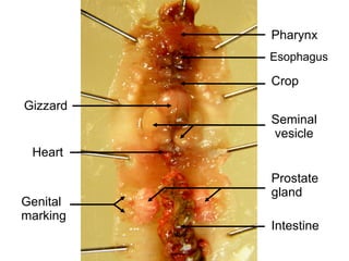Pharynx
Esophagus

Crop
Gizzard

Seminal
vesicle

Heart

Genital
marking

Prostate
gland
Intestine

 