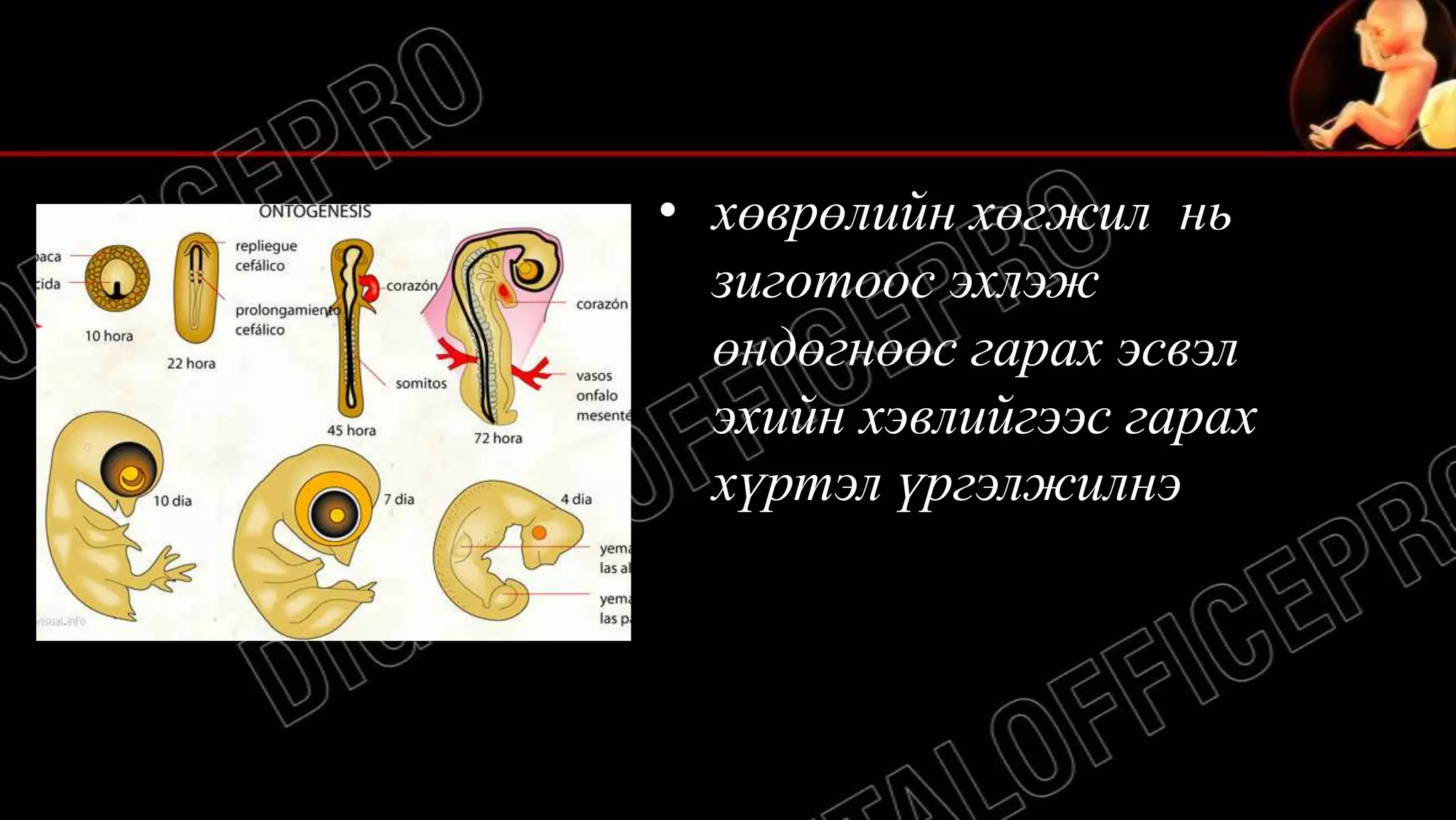 хөврөлийн хөгжил ба хөврөлийн дараа хөгжил