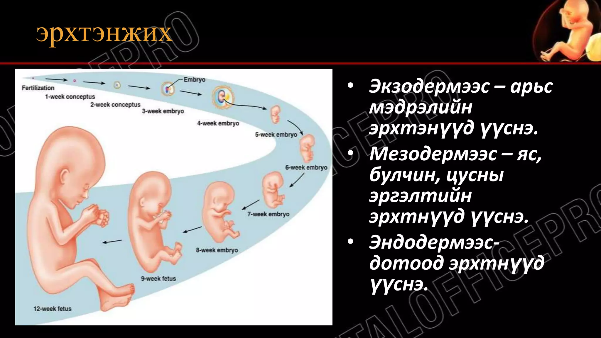 хөврөлийн хөгжил ба хөврөлийн дараа хөгжил