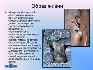 Сообщение про колядки