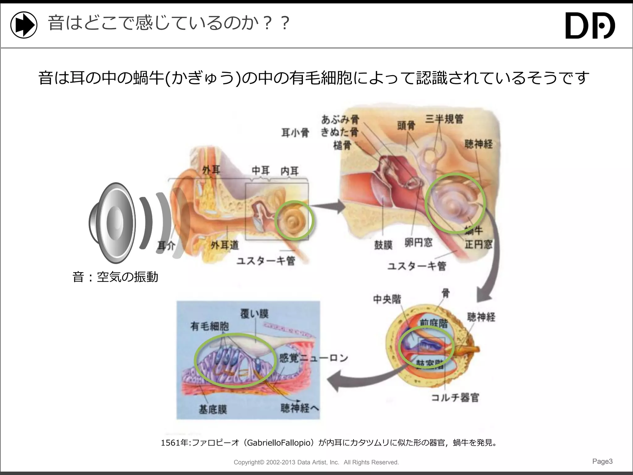 音はどこで感じているのか？？
音は耳の中の蝸牛(かぎゅう)の中の有毛細胞によって認識されているそうです

音：空気の振動

1561年:ファロピーオ（GabrielloFallopio）が内耳にカタツムリに似た形の器官，蝸牛を発見。
Copyright© 2002-2013 Data Artist, Inc. All Rights Reserved.

Page3

 