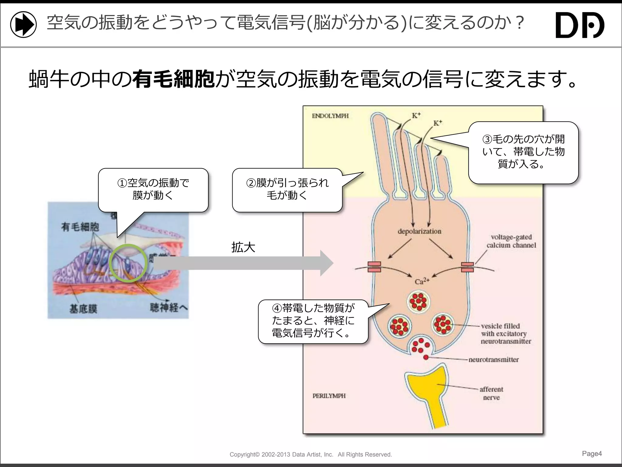 空気の振動をどうやって電気信号(脳が分かる)に変えるのか？

蝸牛の中の有毛細胞が空気の振動を電気の信号に変えます。
③毛の先の穴が開
いて、帯電した物
質が入る。

①空気の振動で
膜が動く

②膜が引っ張られ
毛が動く

拡大

④帯電した物質が
たまると、神経に
電気信号が行く。

Copyright© 2002-2013 Data Artist, Inc. All Rights Reserved.

Page4

 