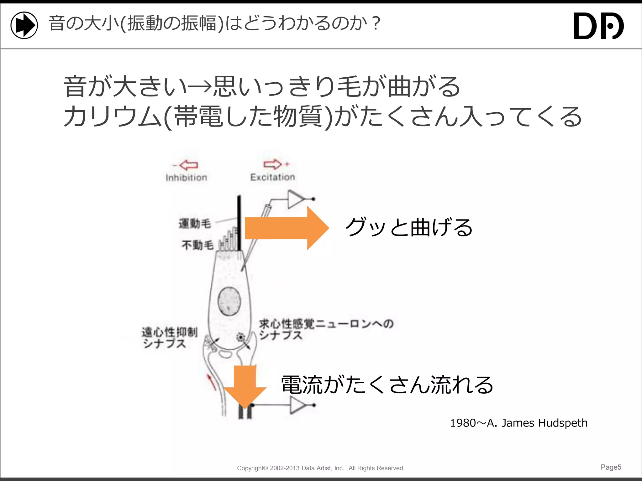 音の大小(振動の振幅)はどうわかるのか？

音が大きい→思いっきり毛が曲がる
カリウム(帯電した物質)がたくさん入ってくる

グッと曲げる

電流がたくさん流れる
1980～A. James Hudspeth

Copyright© 2002-2013 Data Artist, Inc. All Rights Reserved.

Page5

 