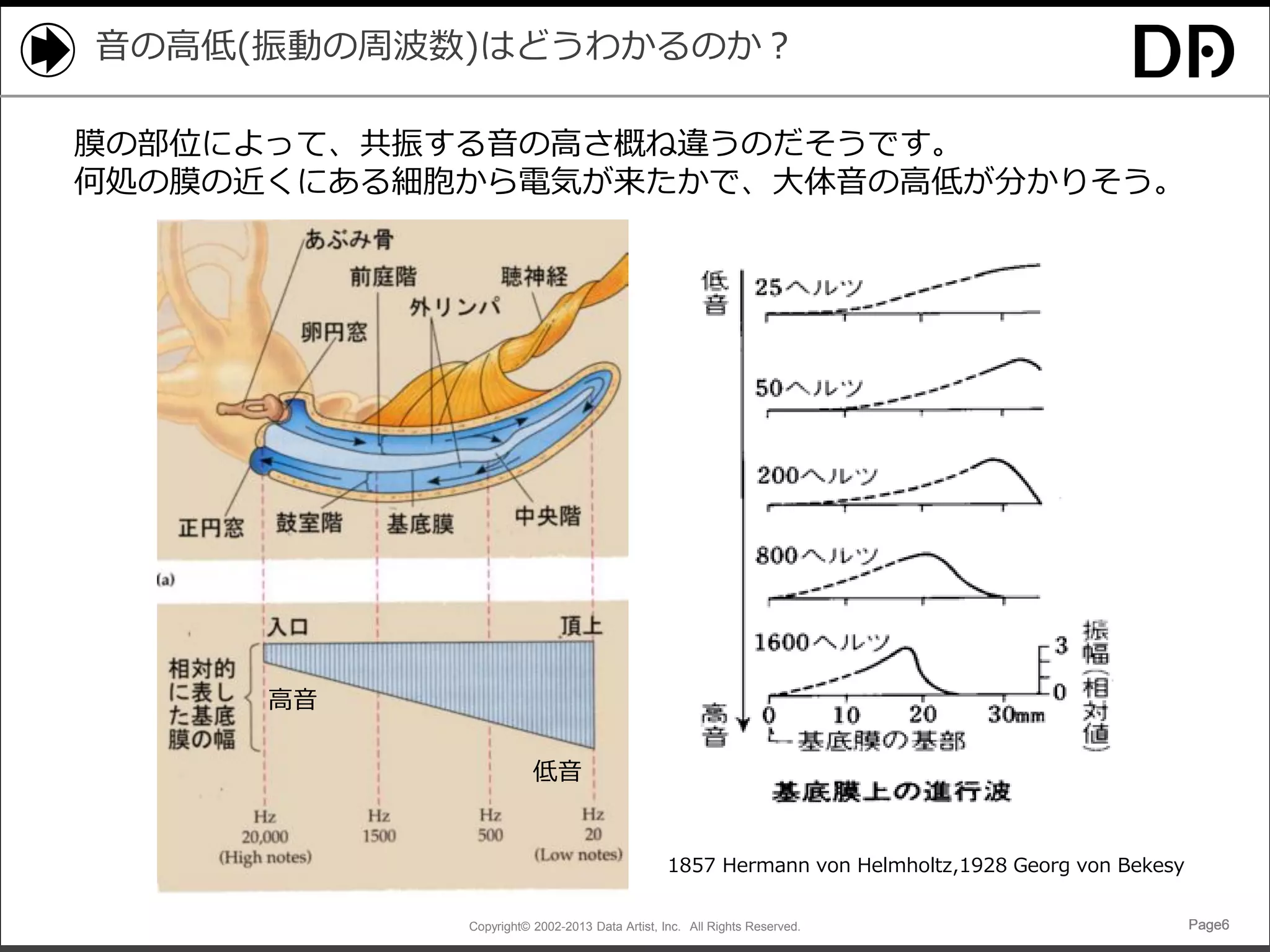 音の高低(振動の周波数)はどうわかるのか？
膜の部位によって、共振する音の高さ概ね違うのだそうです。
何処の膜の近くにある細胞から電気が来たかで、大体音の高低が分かりそう。

高音
低音

1857 Hermann von Helmholtz,1928 Georg von Bekesy
Copyright© 2002-2013 Data Artist, Inc. All Rights Reserved.

Page6

 