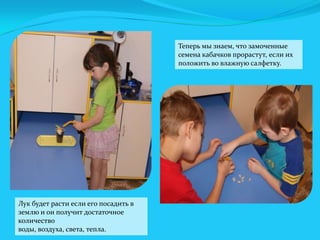 Теперь мы знаем, что замоченные
семена кабачков прорастут, если их
положить во влажную салфетку.

Лук будет расти если его посадить в
землю и он получит достаточное
количество
воды, воздуха, света, тепла.

 