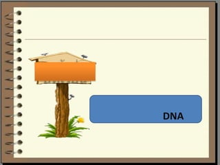 DNA

 