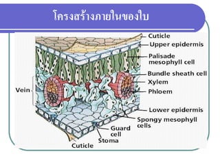 โครงสร้างภายในของใบ

 