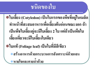 ชนิดของใบ
ใบเลียง (Cotyledon) เป็นใบแรกของพืชที่อยู่ในเมล็ด

ทาหน้าที่สะสมอาหารเพื่อเลียงต้นอ่อนขณะงอก ถ้า
เป็นพืชใบเลียงคู่จะมีใบเลียง 2 ใบ แต่ถ้าเป็นพืชใบ
เลียงเดี่ยวจะมีใบเลียงใบเดียว
ใบแท้ (Foliage leaf) เป็นใบที่มีสีเขียว
 สร้างอาหารด้วยกระบวนการสังเคราะห์ด้วยแสง
 หายใจและคายนาด้วย

 