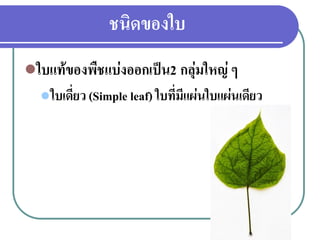 ชนิดของใบ
ใบแท้ของพืชแบ่งออกเป็น2 กลุ่มใหญ่ ๆ
 ใบเดี่ยว (Simple leaf) ใบที่มีแผ่นใบแผ่นเดียว

 