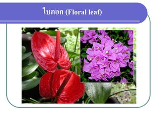 ใบดอก (Floral leaf)

 