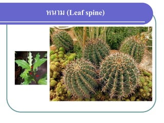หนาม (Leaf spine)

 