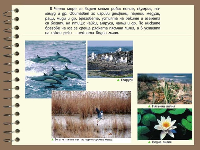 черноморско крайбрежие | PPT