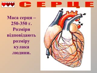 Маса серця –
250-350 г.
Розміри
відповідають
розміру
кулака
людини.

 