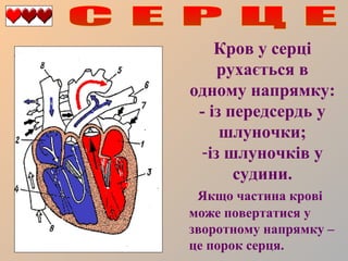 Кров у серці
рухається в
одному напрямку:
- із передсердь у
шлуночки;
-із шлуночків у
судини.
Якщо частина крові
може повертатися у
зворотному напрямку –
це порок серця.

 