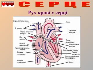 Рух крові у серці

 