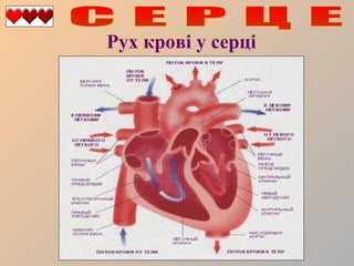 Рух крові у серці

 