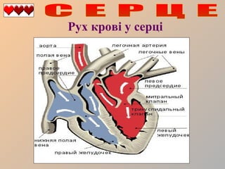 Рух крові у серці

 