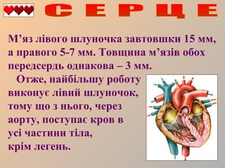 М’яз лівого шлуночка завтовшки 15 мм,
а правого 5-7 мм. Товщина м’язів обох
передсердь однакова – 3 мм.
Отже, найбільшу роботу
виконує лівий шлуночок,
тому що з нього, через
аорту, поступає кров в
усі частини тіла,
крім легень.

 