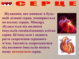 Збудження, яке виникає в будьякій ділянці серця, поширюється
по всьому серцю. Міокард
збуджується під впливом
імпульсів спеціалізованих клітин
серця. Ці імпульси і задають
ритм скорочення серцевого
м’яза. Здатність скорочуватися
під впливом імпульсів носить
назву автоматизм серця.

 
