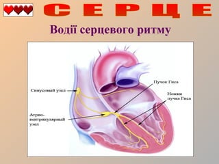 Водії серцевого ритму

 