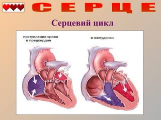 Серцевий цикл

 