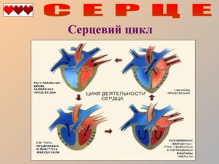 Серцевий цикл

 