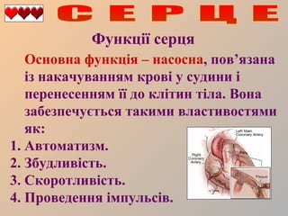 Функції серця
Основна функція – насосна, пов’язана
із накачуванням крові у судини і
перенесенням її до клітин тіла. Вона
забезпечується такими властивостями
як:
1. Автоматизм.
2. Збудливість.
3. Скоротливість.
4. Проведення імпульсів.

 