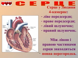 Серце у людини
4-камерне:
- ліве передсердя;
- праве передсердя;
- лівий шлуночок;
- правий шлуночок.
Між лівою і
правою частинами
серця знаходиться
повна перегородка.

 