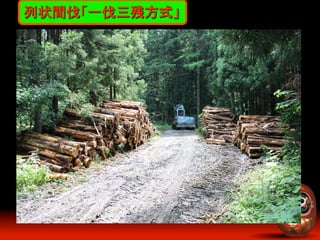 列状間伐「一伐三残方式」	

 