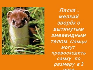 Ласка –
мелкий
зверёк с
вытянутым
змеевидным
телом . Самцы
могут
превосходить
самку по
размеру в 2

 