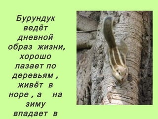 Бурундук
ведёт
дневной
образ жизни ,
хорошо
лазает по
деревьям ,
живёт в
норе , а на
зиму
впадает в

 