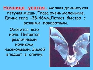 Ночница усатая - мелкая длинноухая
летучая мышь .Глаза очень маленькие.
Длина тела -38-46мм.Летает быстро с
резкими поворотами.

Охотится всю
ночь. Питается
различными
ночными
насекомыми. Зимой
впадает в спячку.

 