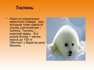 Тюлень
• Одно из уникальных
животных Севера , над
которым тоже нависла
угроза уничтожения –
тюлень .Тюлень –
морской зверь . Его
длина более 1 метра ,
масса до 150 кг.
Обитают у берегов реки
Мезени.

 