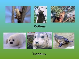 Соболь

Тюлень

 