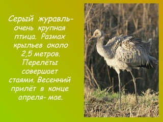 Серый журавльочень крупная
птица. Размах
крыльев около
2,5 метров.
Перелёты
совершает
стаями. Весенний
прилёт в конце
апреля- мае.

 