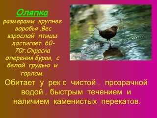 Оляпка

размерами крупнее
воробья .Вес
взрослой птицы
достигает 6070г.Окраска
оперения бурая, с
белой грудью и
горлом.

Обитает у рек с чистой , прозрачной
водой , быстрым течением и
наличием каменистых перекатов.

 