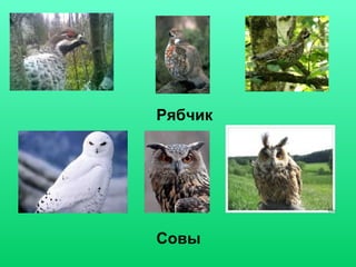 Рябчик

Совы

 