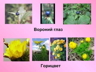 Вороний глаз

Горицвет

 