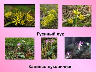 Гусиный лук

Калипсо луковичная

 