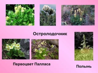 Остролодочник

Первоцвет Палласа

Полынь

 