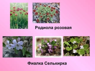 Родиола розовая

Фиалка Селькирка

 