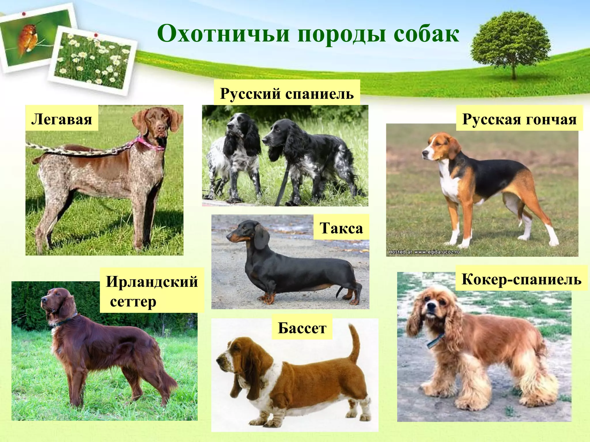 Охотничьи породы собак
Русский спаниель
Легавая

Русская гончая

Такса
Кокер-спаниель

Ирландский
сеттер
Бассет

 