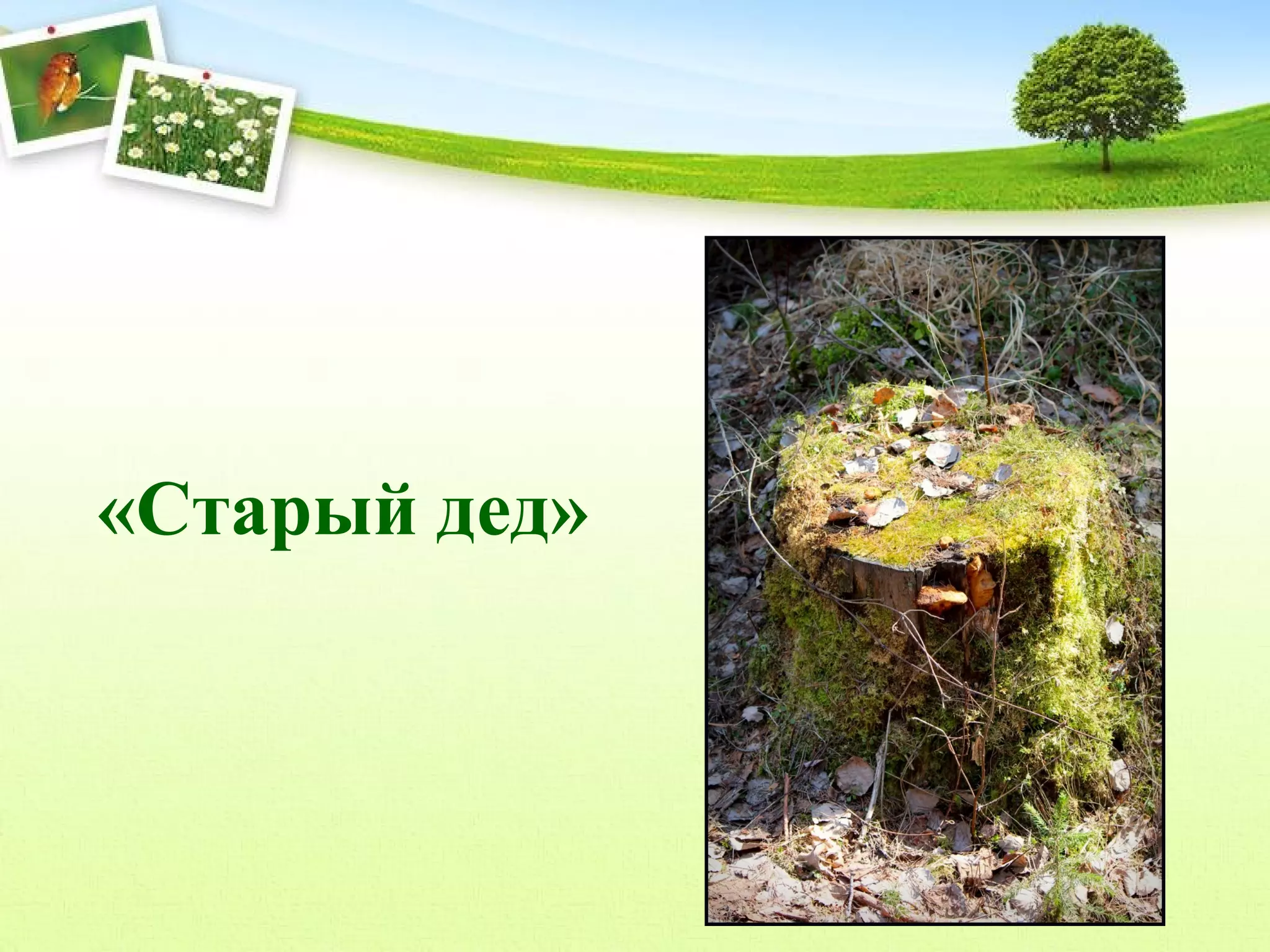 «Старый дед»

 