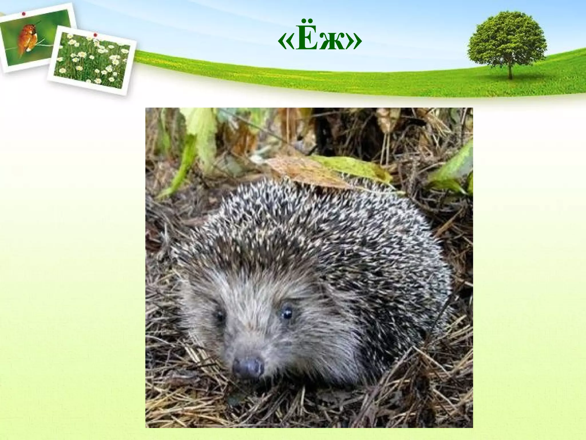 «Ёж»

 