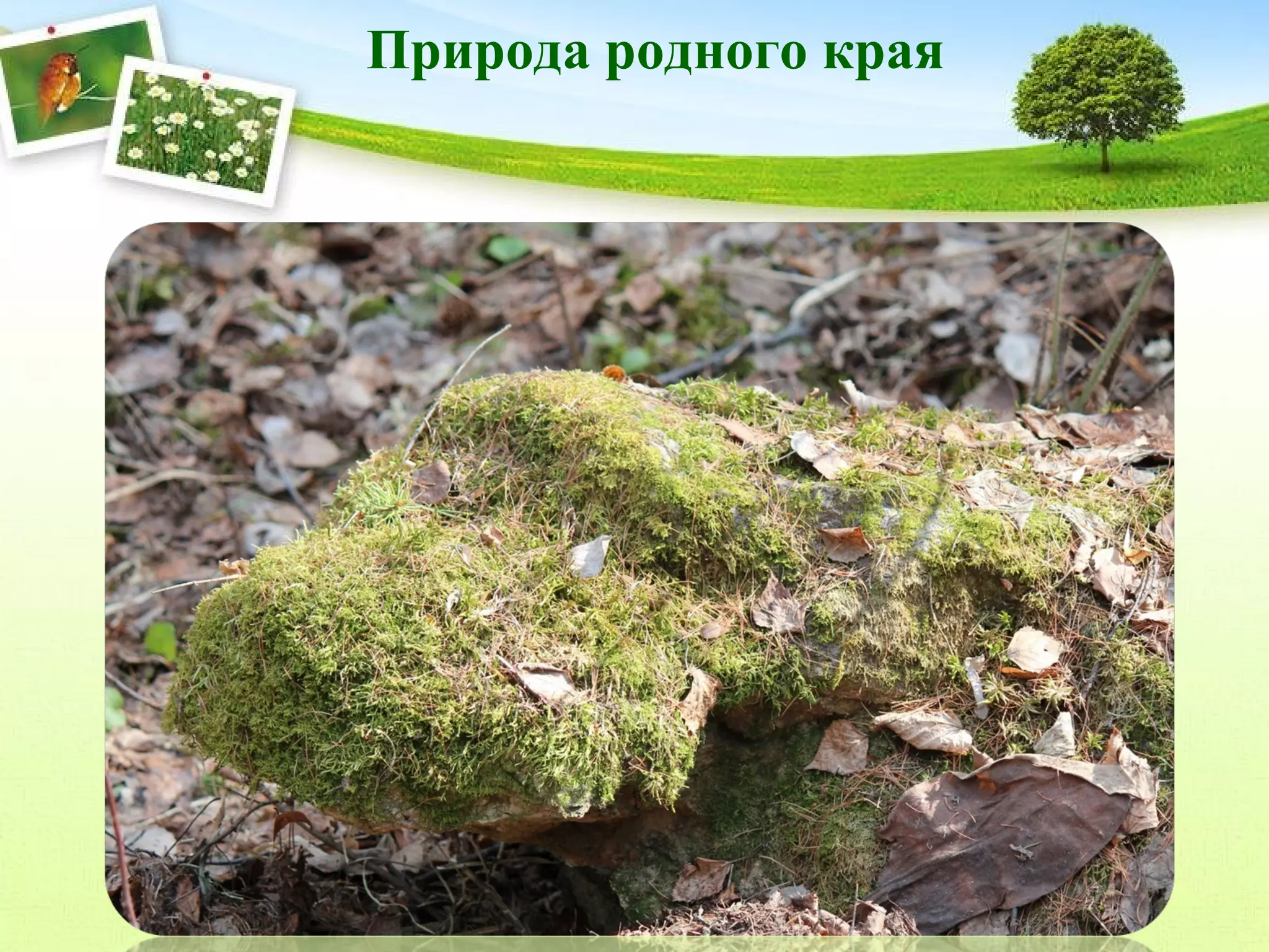 Природа родного края

 