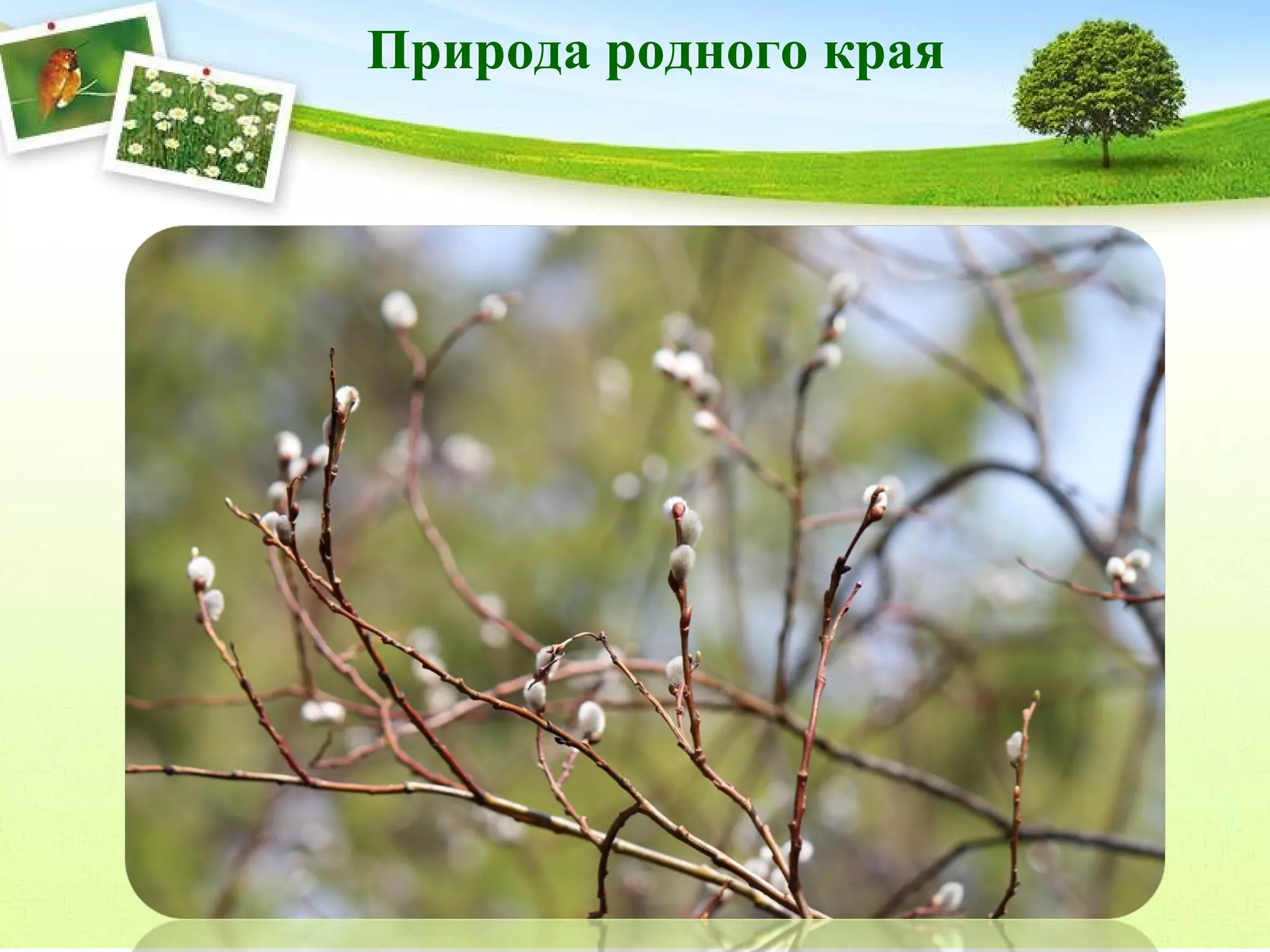 Природа родного края

 