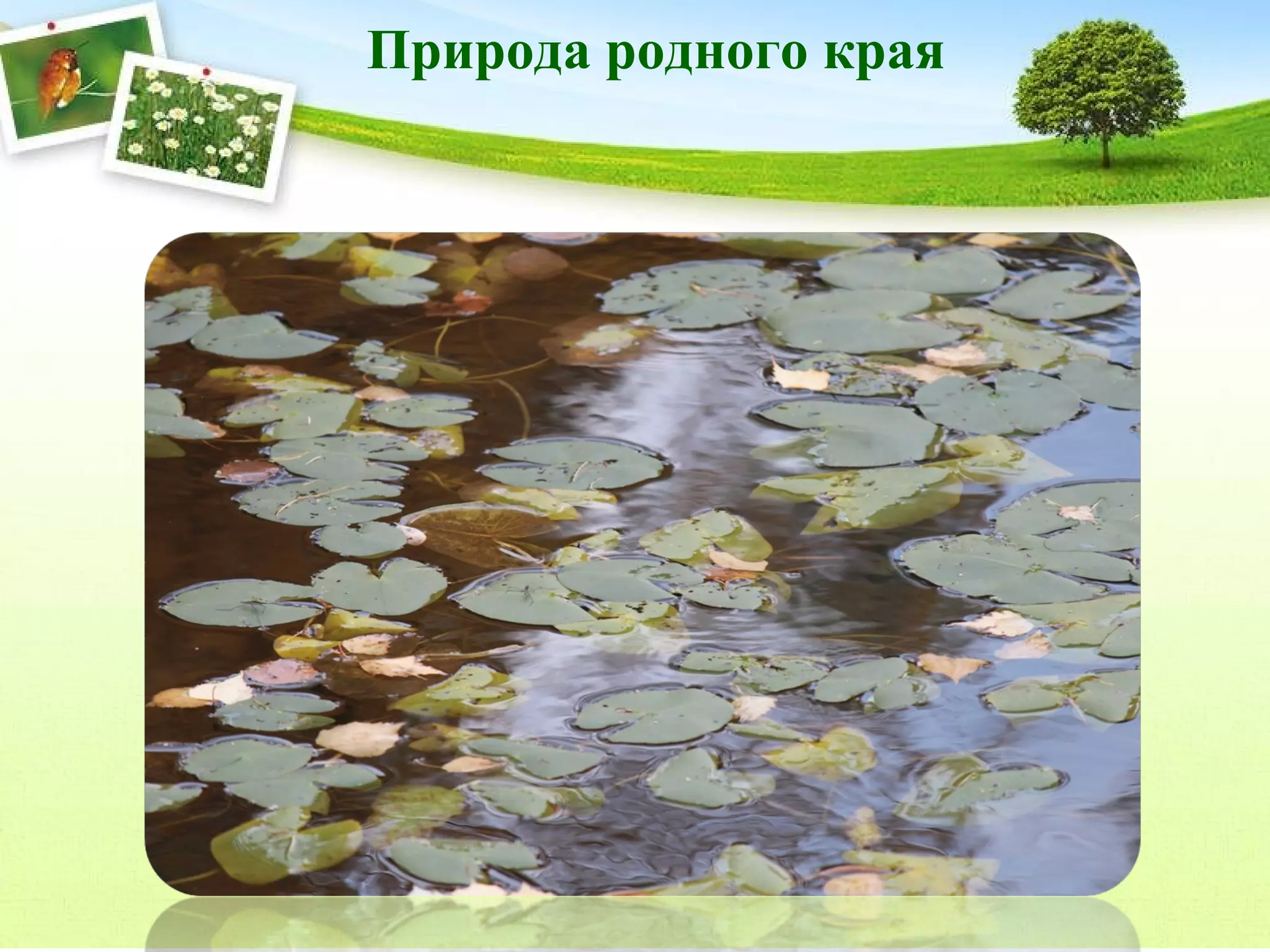 Природа родного края

 