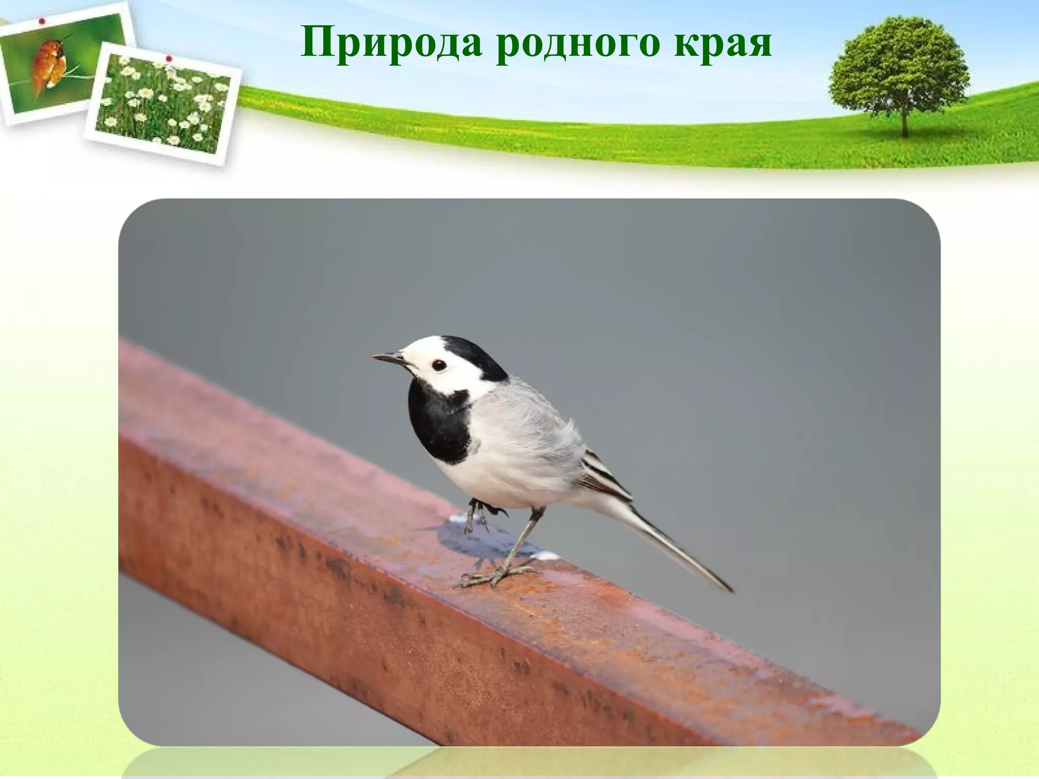 Природа родного края

 