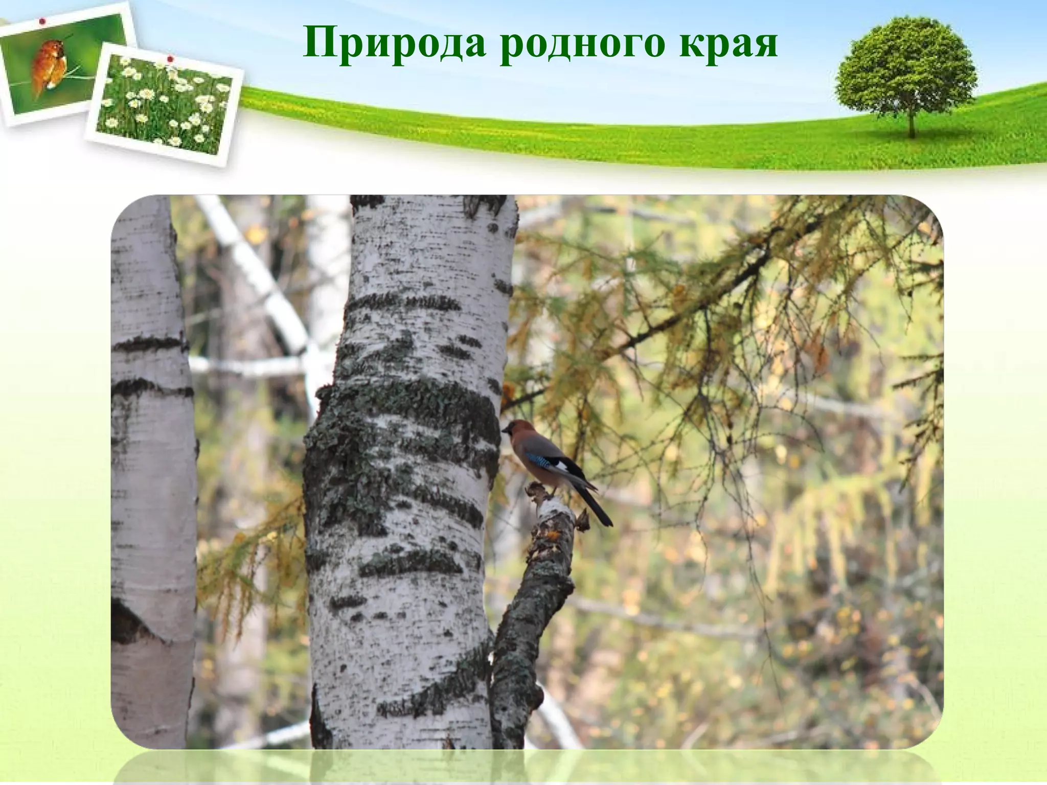 Природа родного края

 