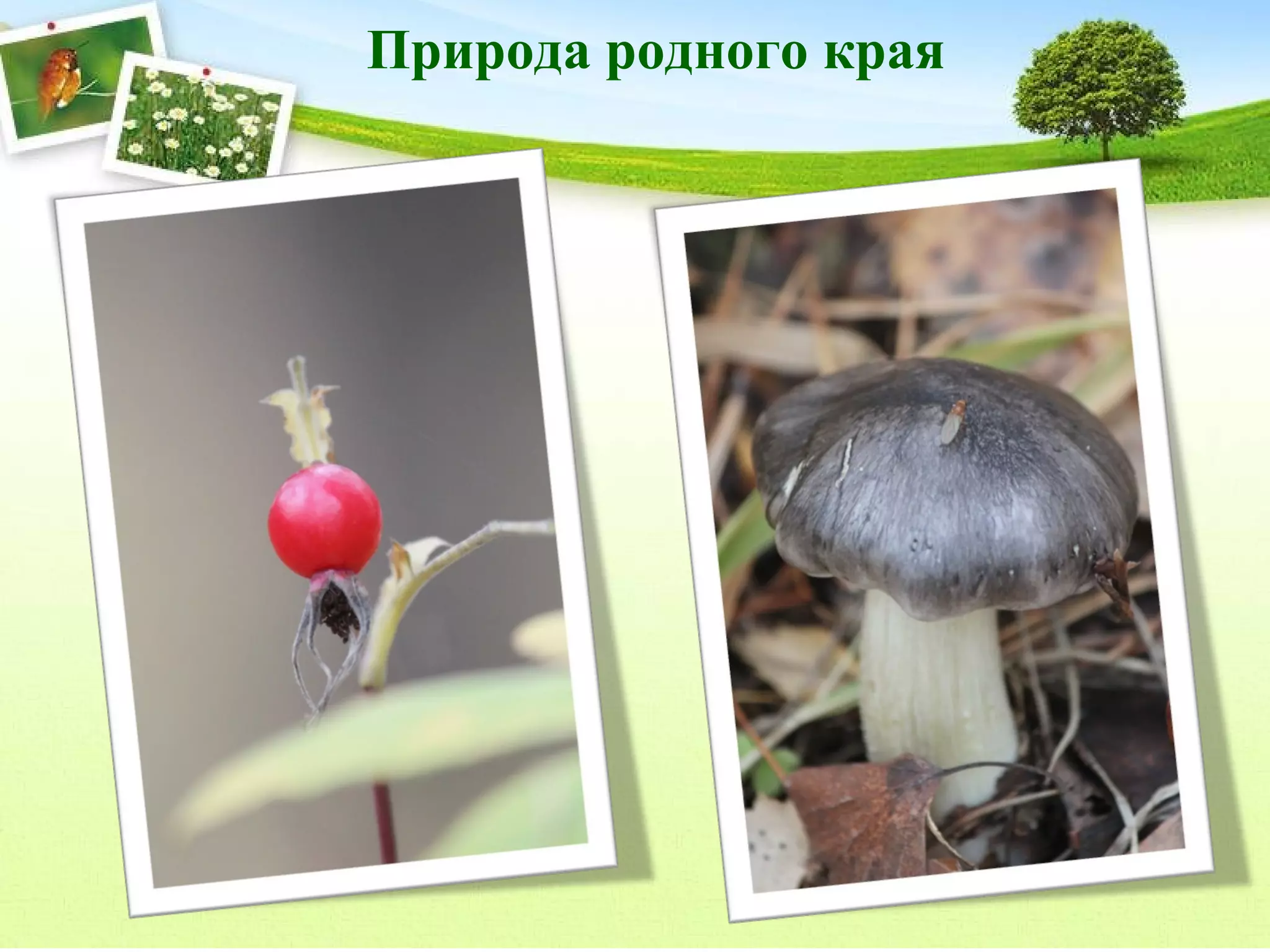 Природа родного края

 